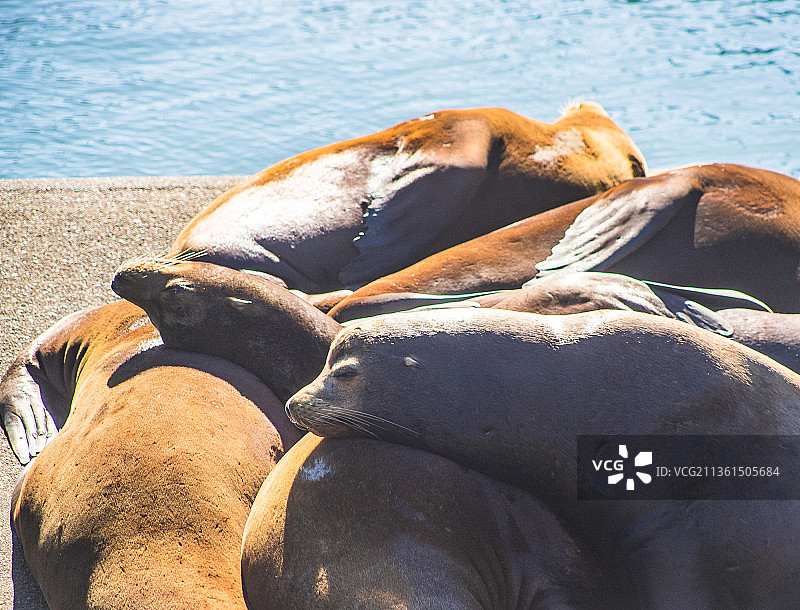海狮，海滩上海豹的特写镜头图片素材