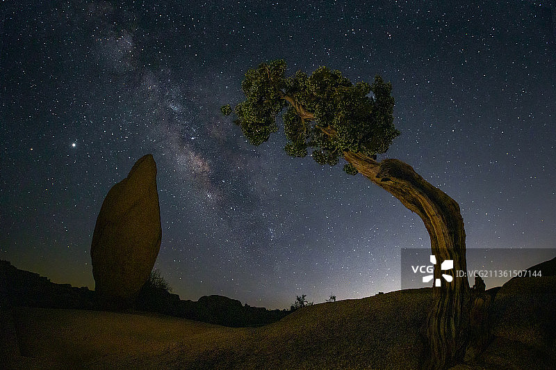 《万年对话》，夜空中树木的低角度视角，约书亚树国家公园，加利福尼亚，美国图片素材