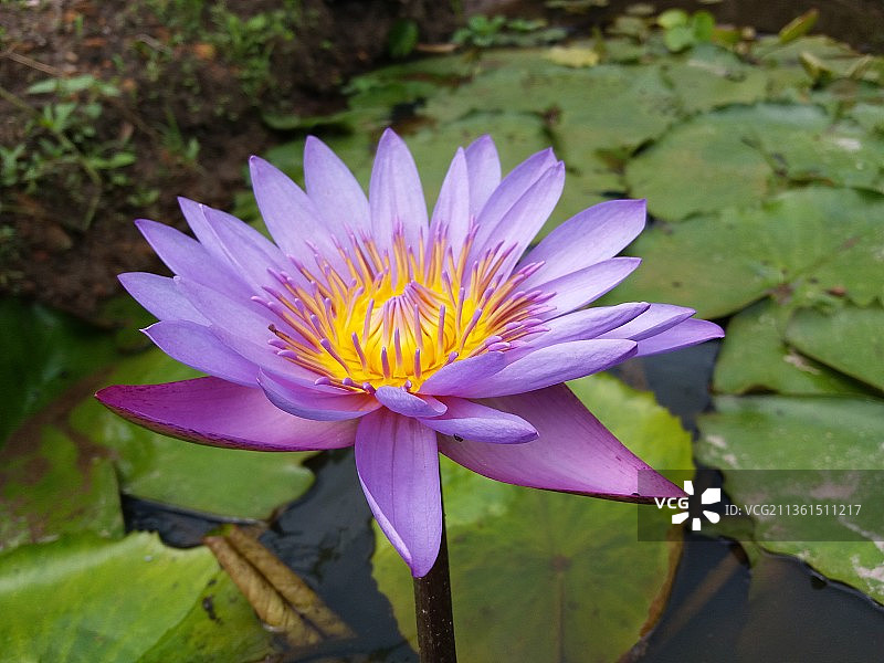 睡莲花和池塘，特写莲花睡莲在池塘，斯里兰卡图片素材
