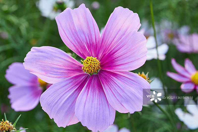 阳光下花田里五颜六色争奇斗艳的粉色开花植物格桑花图片素材
