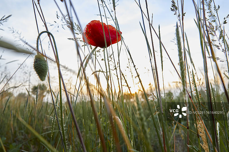 罂粟在农村，近距离的红色罂粟花对天空的田野，帕多瓦，意大利图片素材