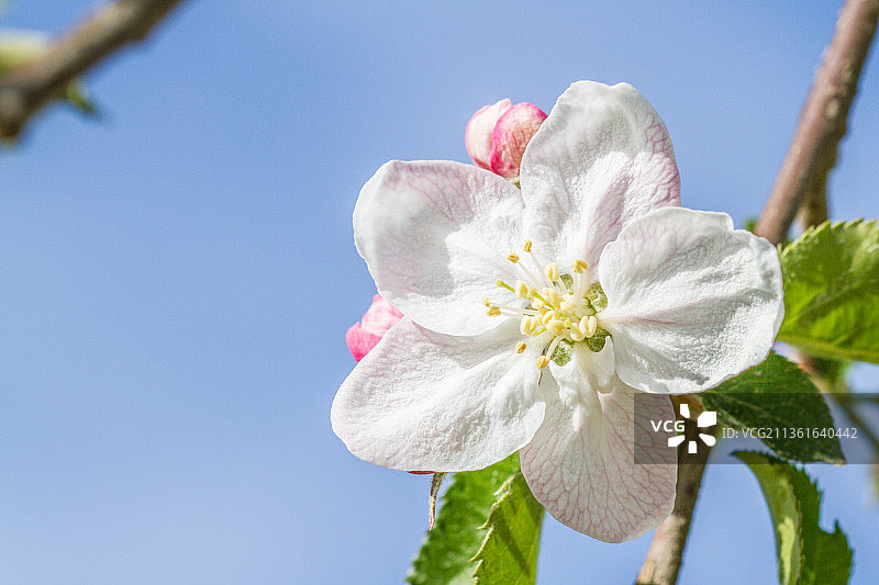 苹果花，白色的樱花在晴朗的天空下的特写图片素材