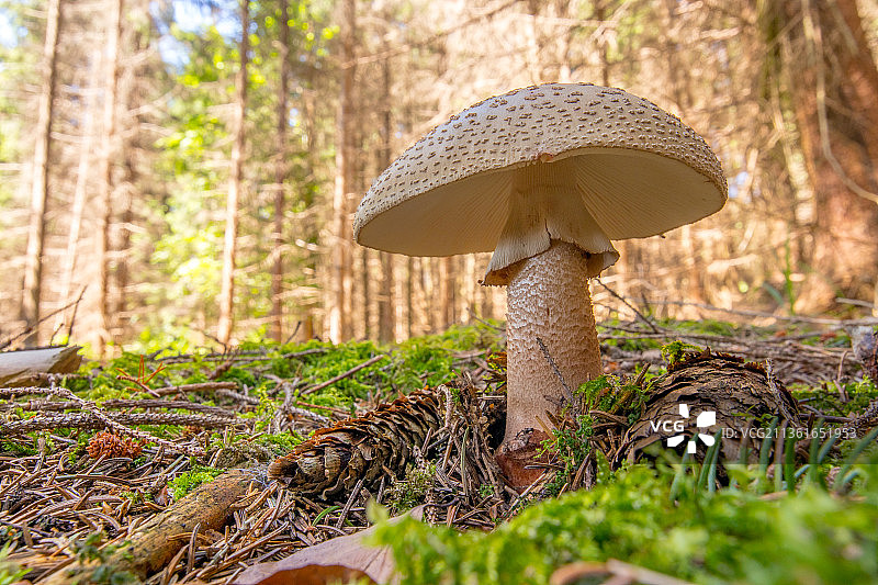 特写蘑菇生长在田野上，斯洛伐克图片素材