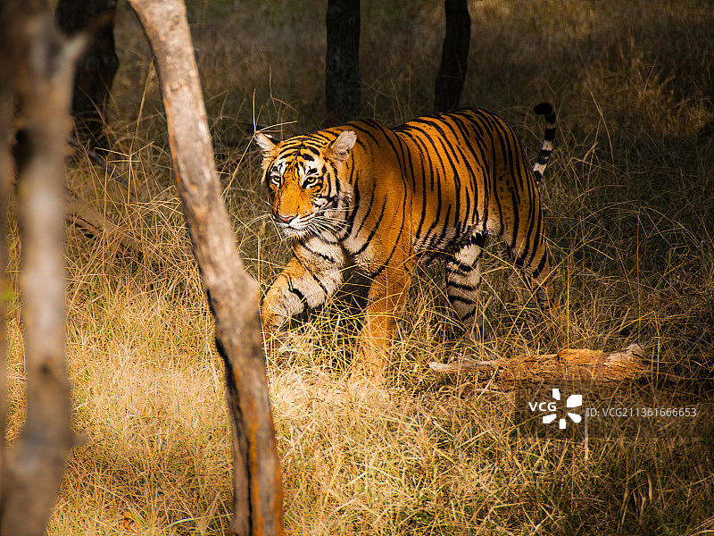 老虎站在野外的侧面图，印度兰森博尔国家公园图片素材