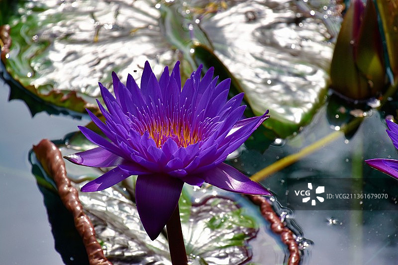 汉密尔顿在皇家植物园，特写紫睡莲在湖泊，加拿大图片素材