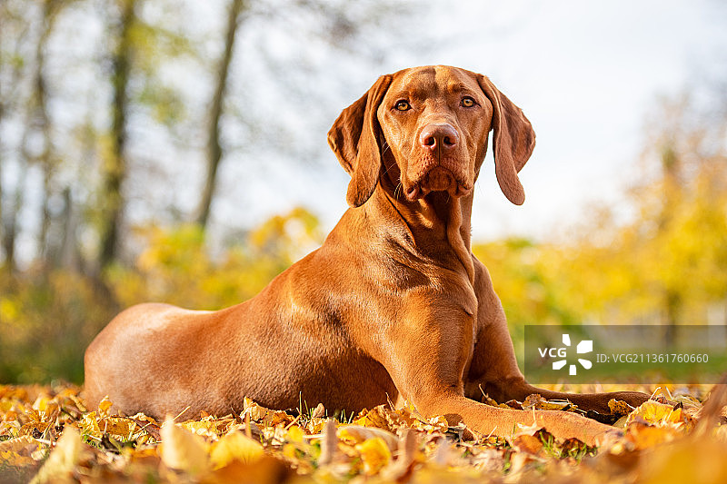 可爱的匈牙利维兹拉狗肖像在美丽的秋天花园，斯洛伐克图片素材