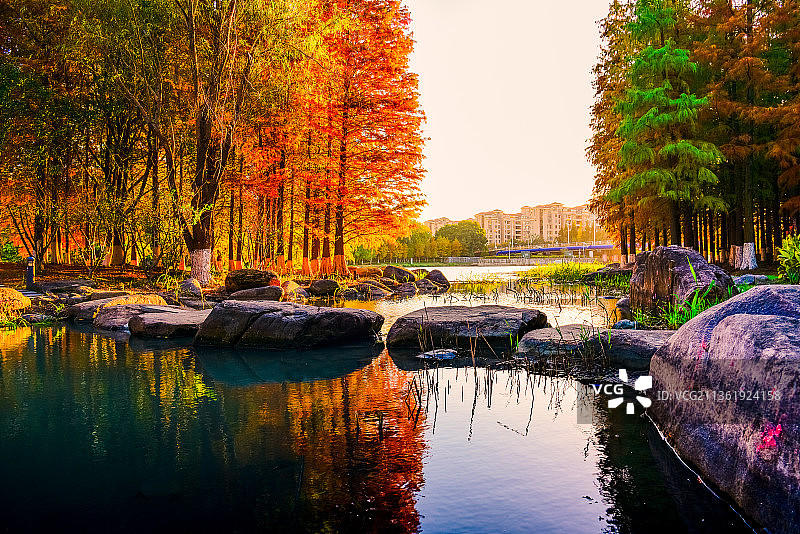 中国江苏苏州城市公园秋天红色水杉林风光图片素材