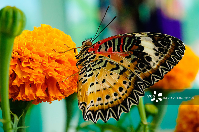 春天，永隆省的蝴蝶图片素材