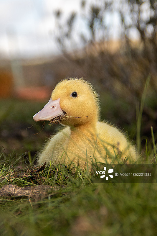 春天宝贝，田野上的小鸭子的特写图片素材