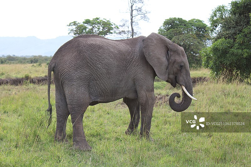 非洲象在草地上行走的侧面图图片素材