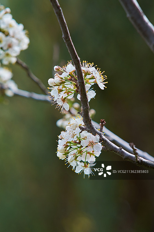 白色樱花在春天的特写镜头图片素材