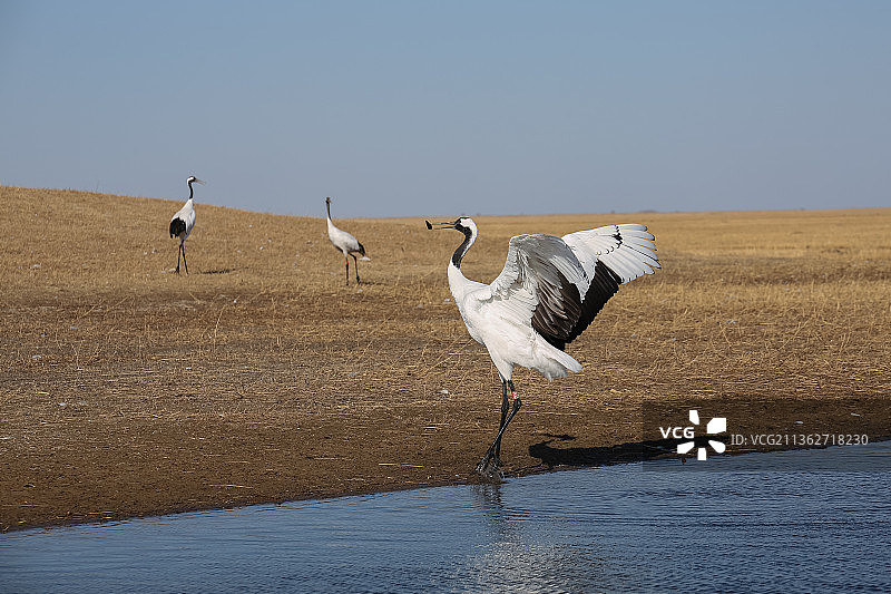 黑龙江扎龙国家级自然保护区翩翩起舞的丹顶鹤图片素材