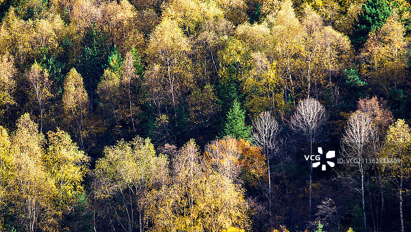 阿坝米亚罗风景区，秋天，彩林，红叶，G317，理县图片素材