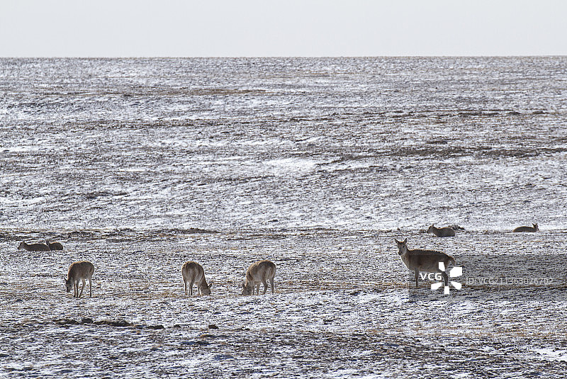 藏羚羊，羚羊，雪景，冬天，三江源国家公园，可可西里，可可西里无人区，哺乳动物，冬天，寒冷，动物图片素材