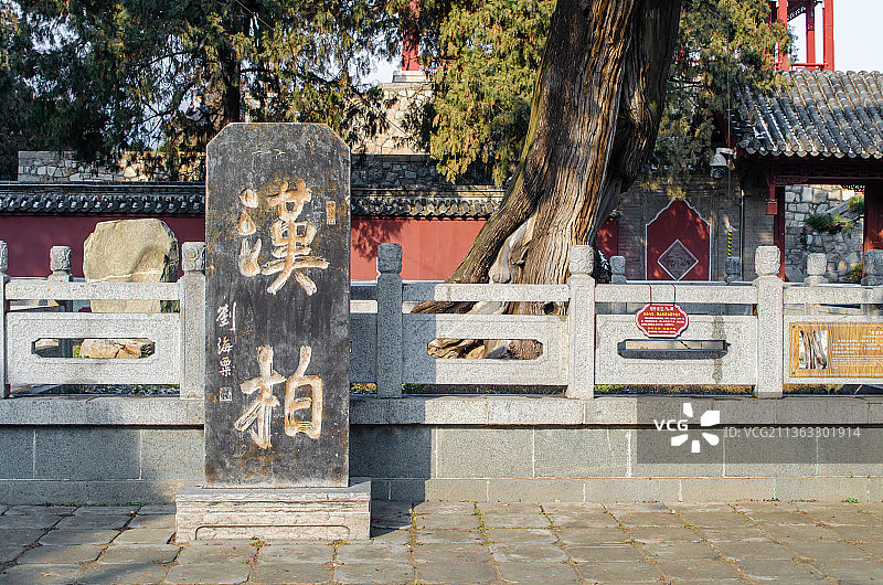 中国山东泰安泰山景区著名旅游景点岱庙行宫里的汉柏图片素材