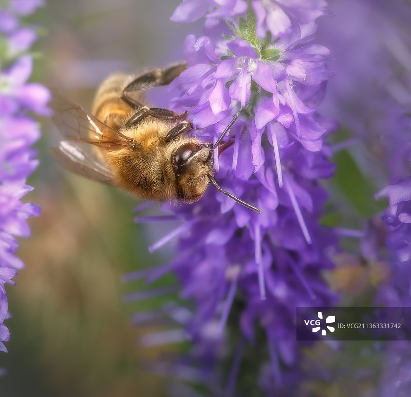 蜜蜂，蜜蜂在紫花上授粉的特写镜头，瓦尔尔，荷兰图片素材
