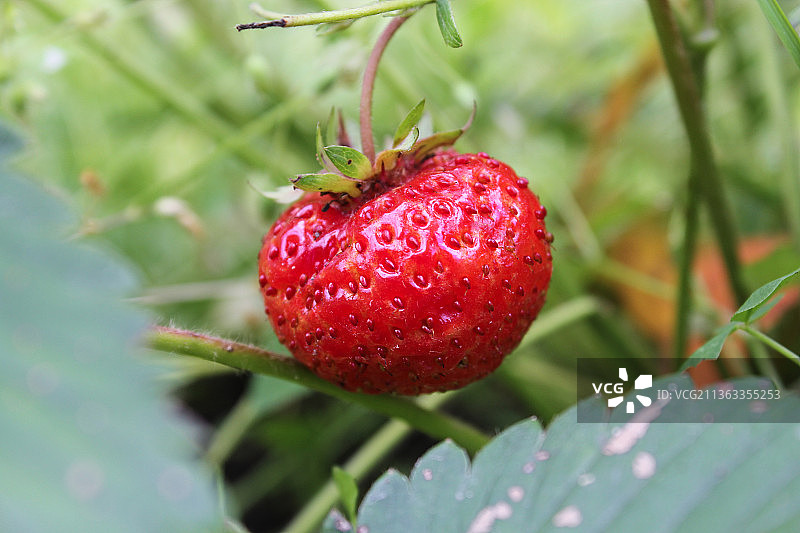 成熟的草莓，草莓生长在植物的特写，Kirishsky区，列宁格勒州，俄罗斯图片素材