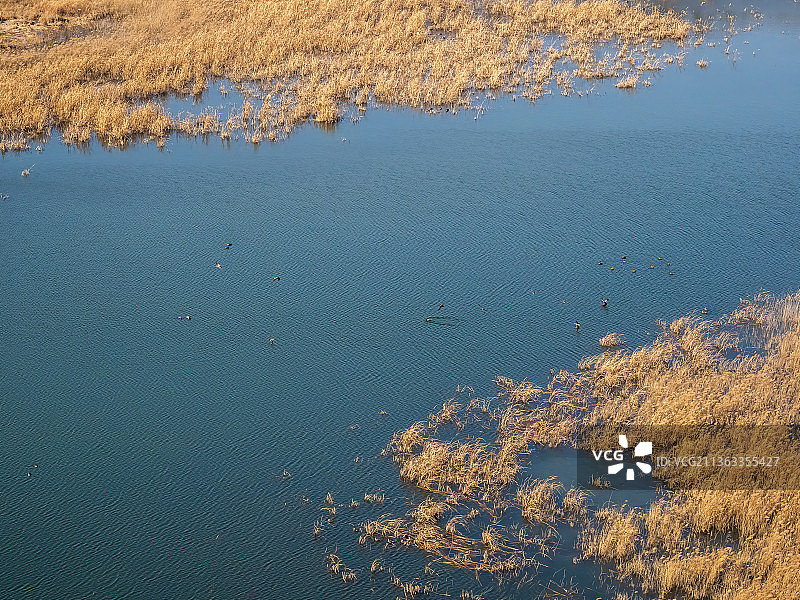 黄河，湿地，冬天，芦苇，湖水，水鸟，环境图片素材