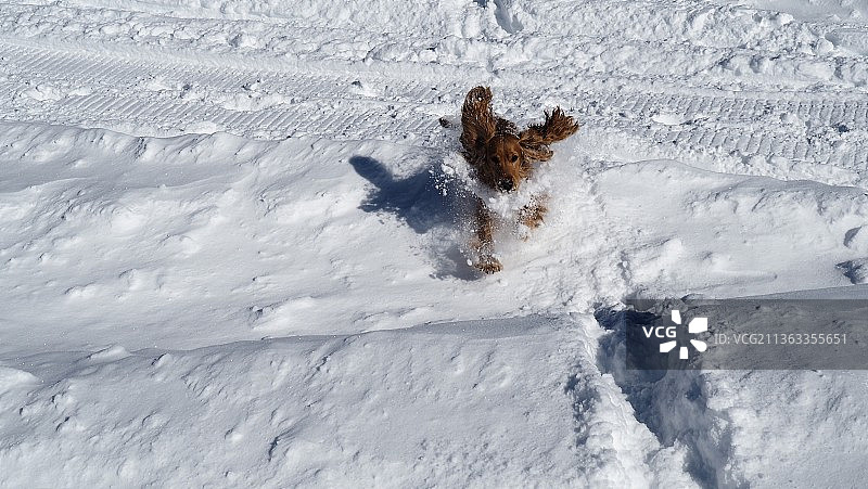 在匆忙中，高视角的可卡犬奔跑在积雪覆盖的田野图片素材