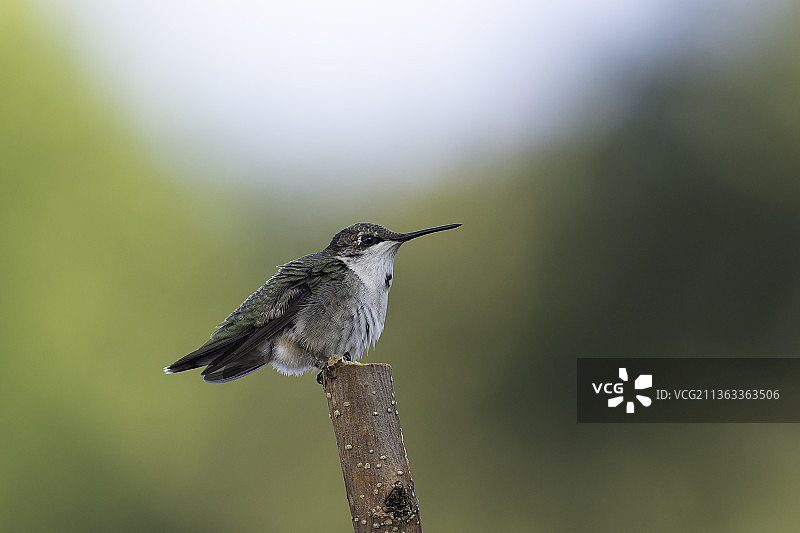 近距离蜂鸟栖息在木材，高脊，密苏里州，美国图片素材