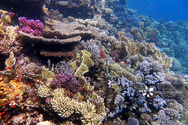 珊瑚礁，海中珊瑚的特写图片素材