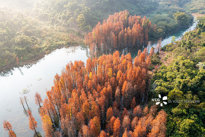 中山市长江水库自然保护区水杉林秋色图片素材