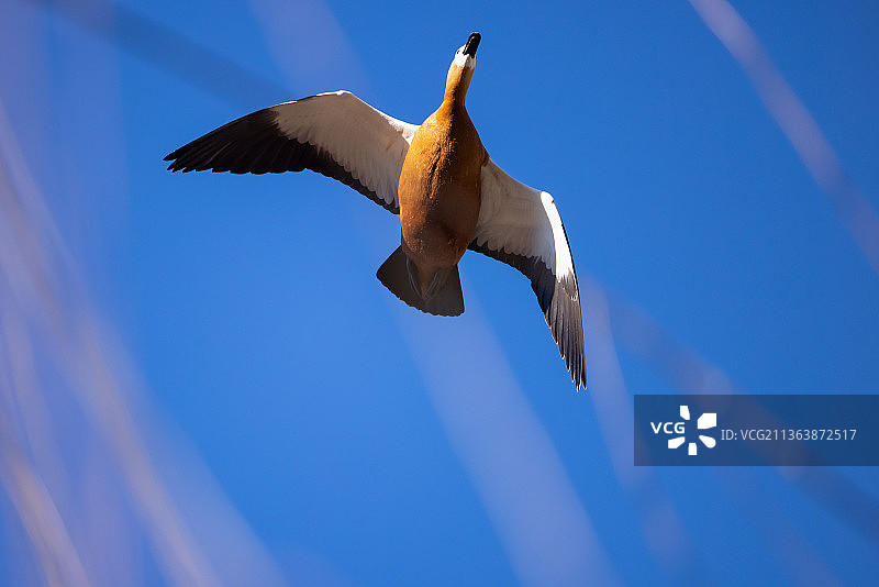 空中飞行的赤麻鸭图片素材