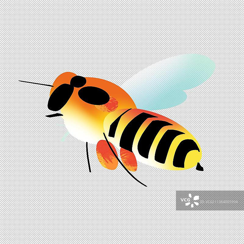 可爱的勤劳蜜蜂采花蜜 翅膀 飞行昆虫图片素材