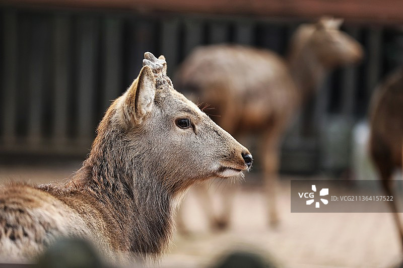鹿～拍摄于上海野生动物园图片素材