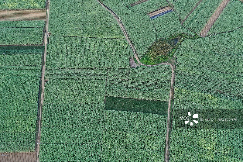 广西崇左：龙州黑皮果蔗种植基地图片素材