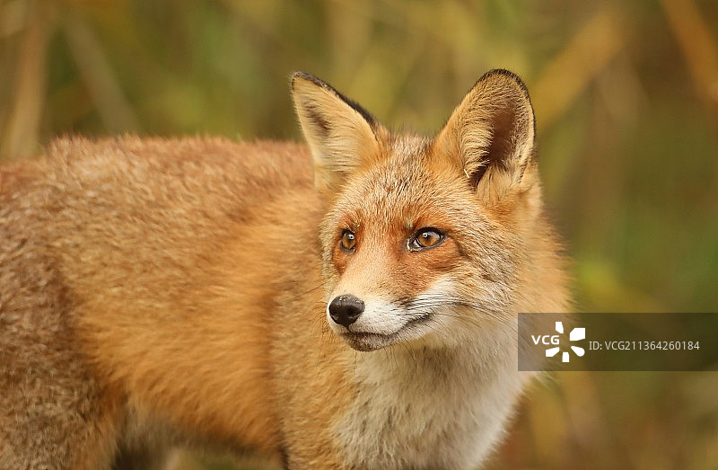 狐狸，赤狐特写，荷兰，维卢威图片素材