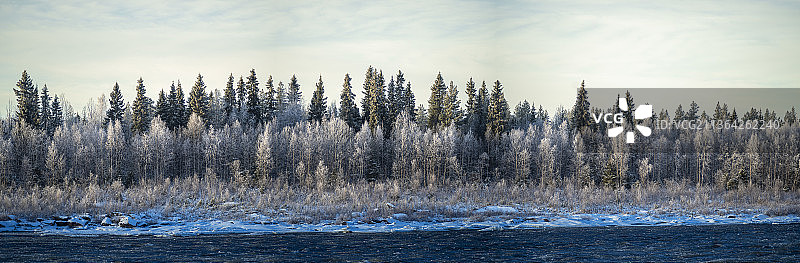 芬兰拉皮，天空衬托下田野上树木的全景照片图片素材