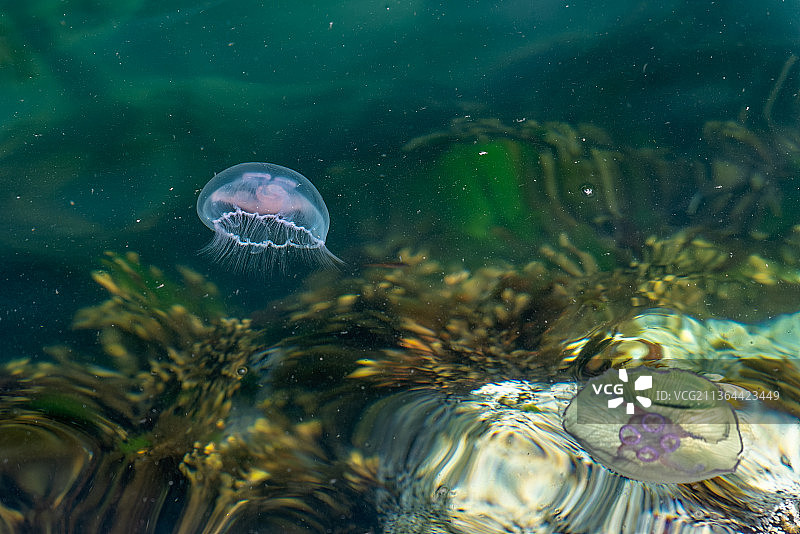 英国马尔岛的野生水母图片素材