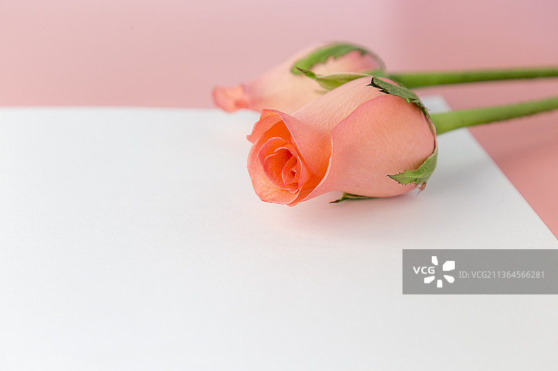 粉红色玫瑰与礼物室内静物特写图片素材