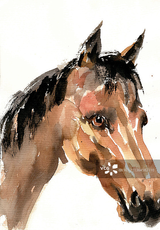 马的头部图片素材