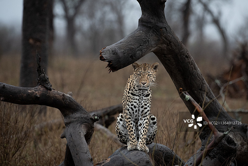 南非，隆多罗齐野生动物保护区，一只美洲豹，坐在一棵倒在地上的树上图片素材