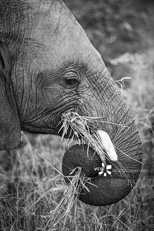 南非，隆多罗齐野生动物保护区，一头非洲象的侧面，在吃草的时候，鼻子盘成一团，黑白相间图片素材