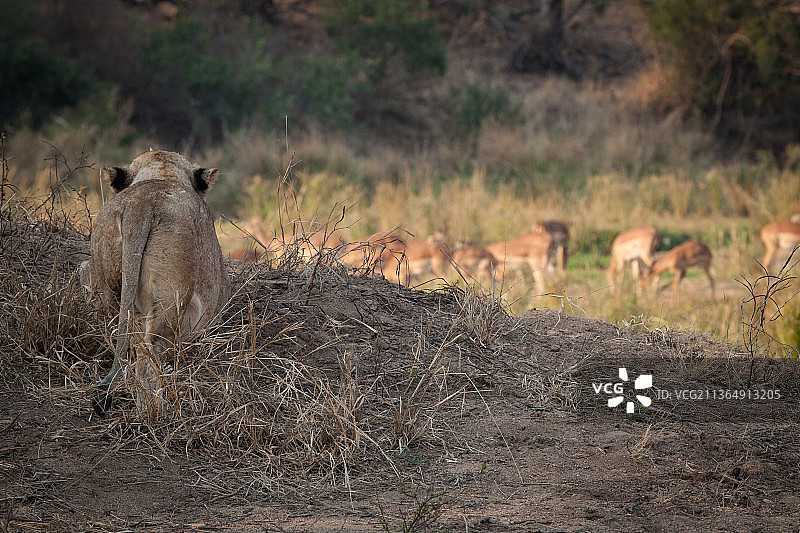 一只名叫美洲豹的母狮子正在跟踪一群黑斑羚图片素材