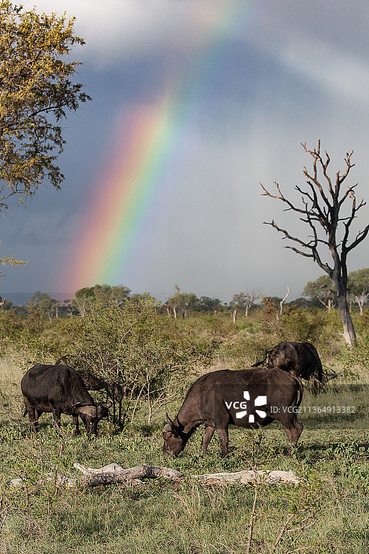 一群水牛，Syncerus caffer，在短绿草地上吃草，天空中有彩虹图片素材