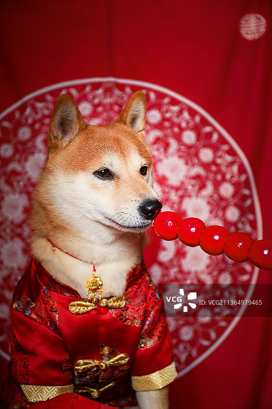 新年主题柴犬肖像照图片素材