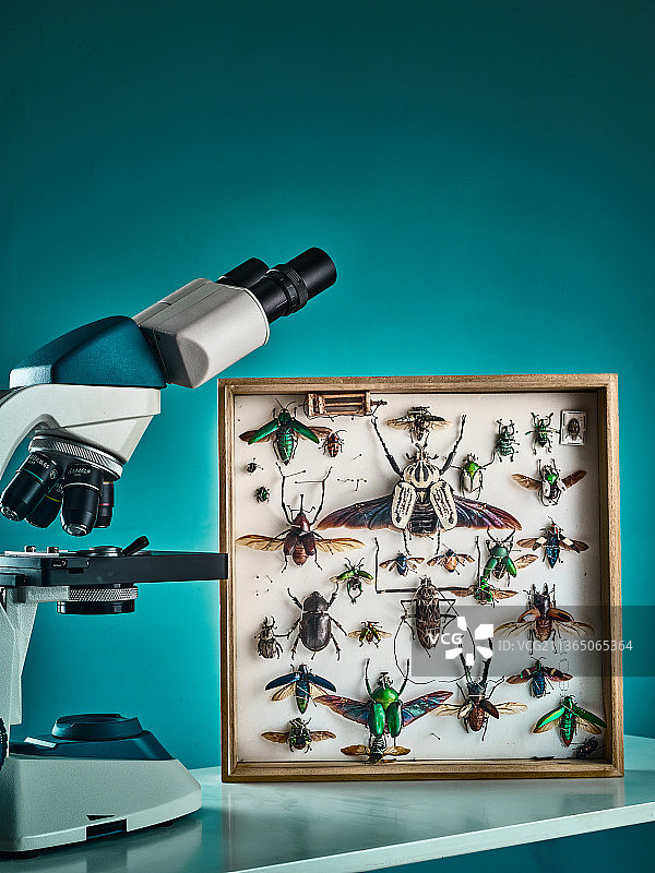 显微镜与昆虫标本图片素材