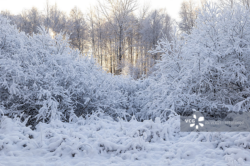 瑞典，冬季森林中的树木图片素材