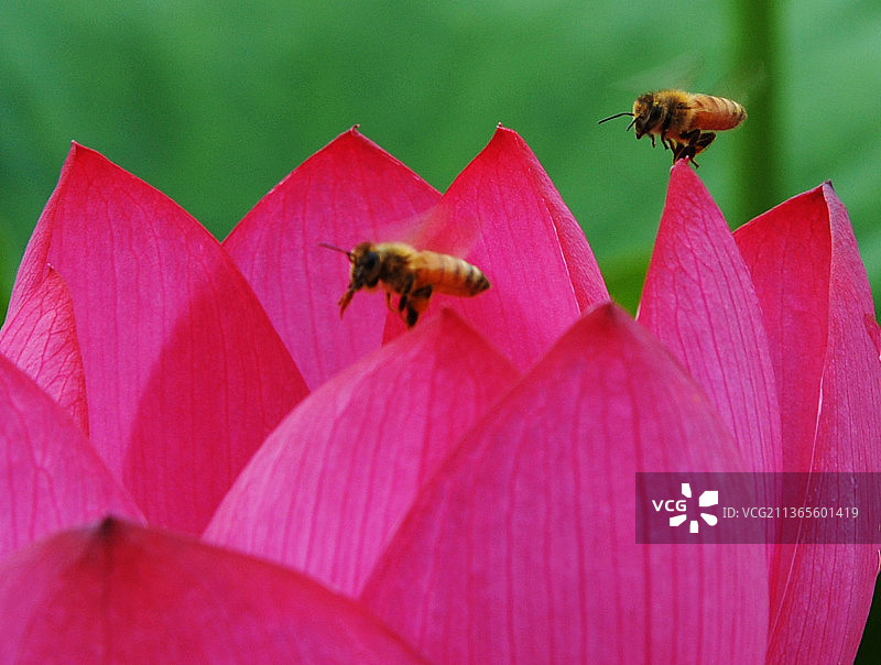 红荷花与蜜蜂图片素材