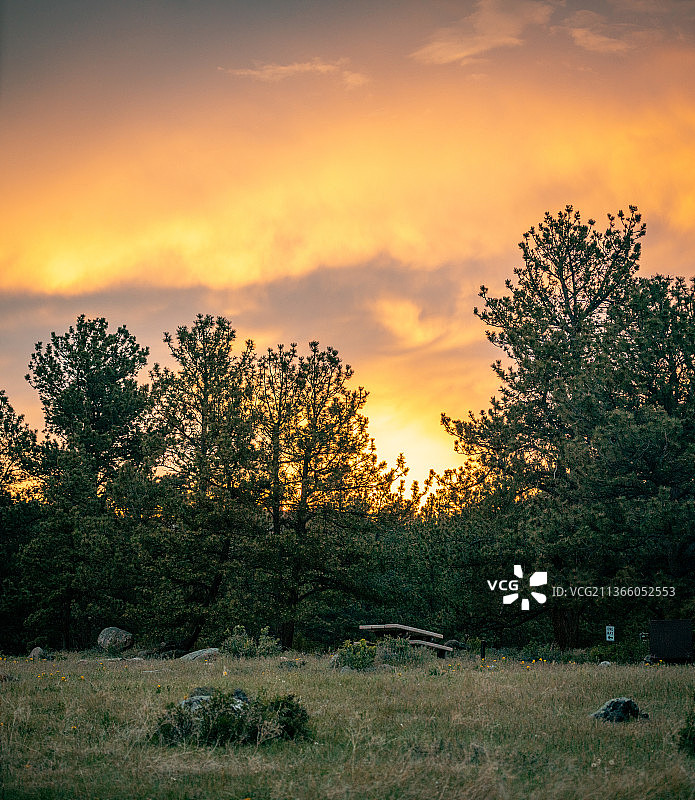 美国，科罗拉多州，埃斯蒂斯公园，夕阳下田野上的树木图片素材