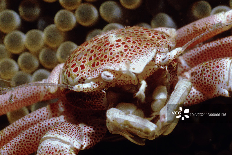 斑点瓷蟹在海葵的特写图片素材