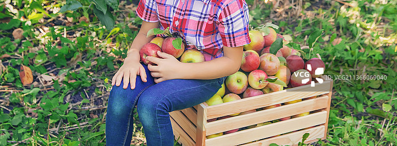 孩子在花园里摘苹果在花园里挑重点图片素材