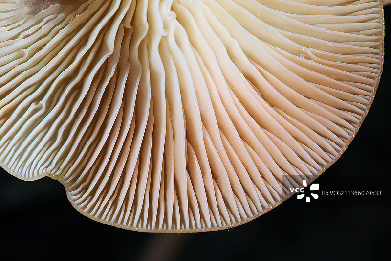 蘑菇鳃在黑色背景，蘑菇对黑色背景的特写，美国，美国图片素材