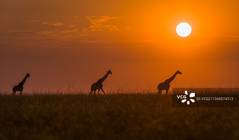 肯尼亚马赛马拉国家保护区，夕阳下野狗在天空下的剪影图片素材