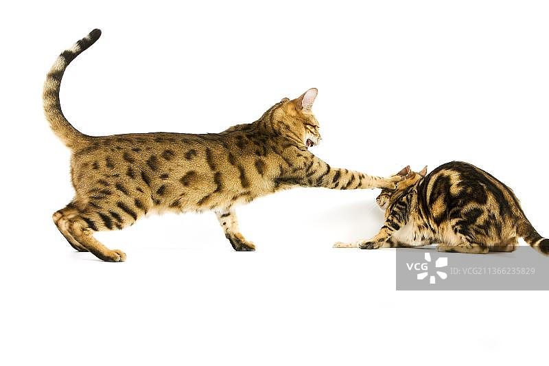 棕色斑点虎斑猫和棕色大理石纹虎斑孟加拉家猫，成年对抗白色背景图片素材