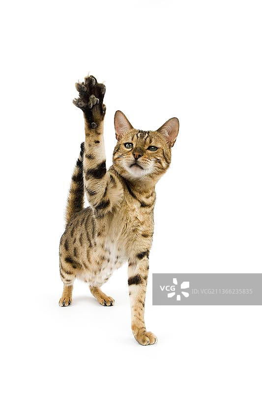棕色斑点虎斑孟加拉家猫，成年玩耍，前爪举在白色背景下图片素材